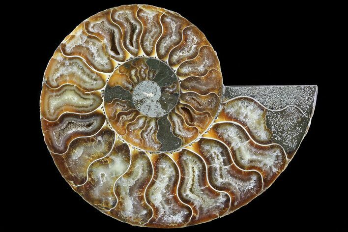 Polished Ammonite Fossil (Half) - Agatized #72935